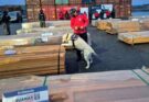 Sector exportador espera resarcimiento tras perjuicios por el caso “montado” de narcomaderas